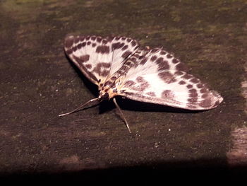 Close-up of butterfly on wood