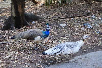 High angle view of peacock