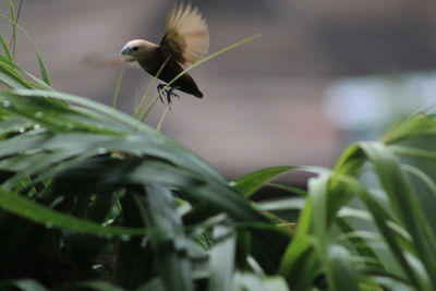 Close-up of bird flying