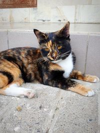 Portrait of cat sitting outdoors