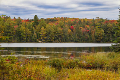 Plants by lake against sky during autumn