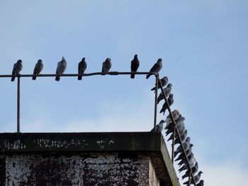 Low angle view of birds perching against clear sky