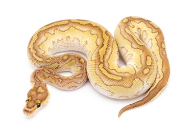 High angle view of animal on white background