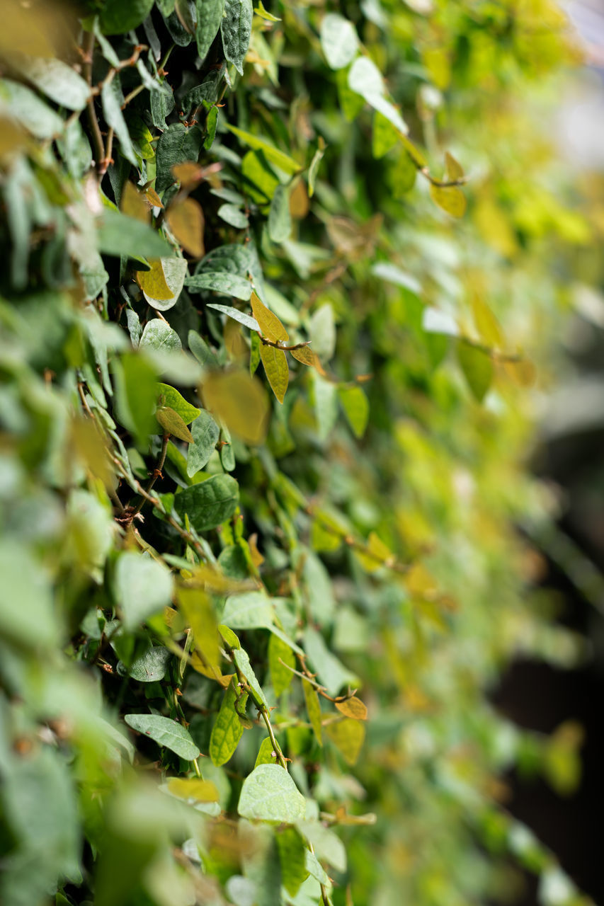 CLOSE-UP OF GREEN LEAF ON PLANT