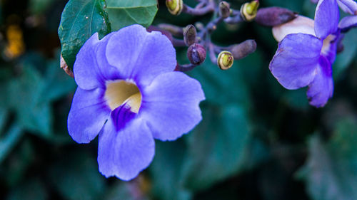 Close-up of purple flowering plant