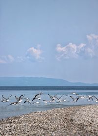 Flock of seagulls on beach against sky