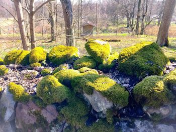 Plants growing on rocks