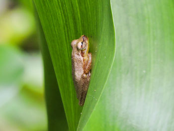 Frog on leaf