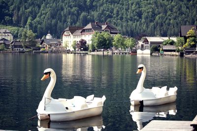 Swans in lake