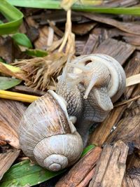 Close-up of snail on wood