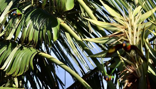 Low angle view of coconut palm tree