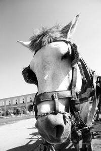 Close-up of horse