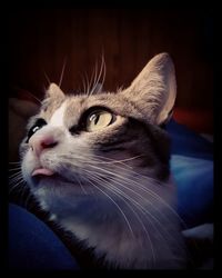 Close-up portrait of cat