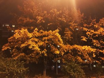 Scenic view of yellow autumn trees against sky