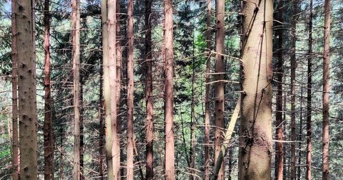 Full frame shot of bamboo trees in forest