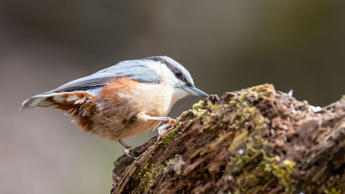 Close-up of bird perching on a tree