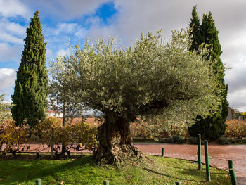 Trees in park against sky