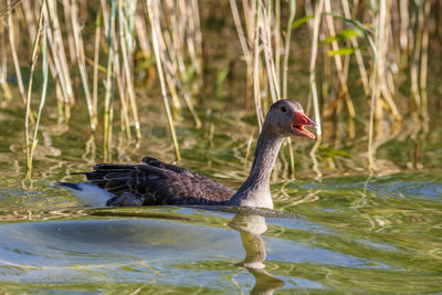 Duck swimming in lake