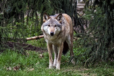 Portrait of lion in the forest