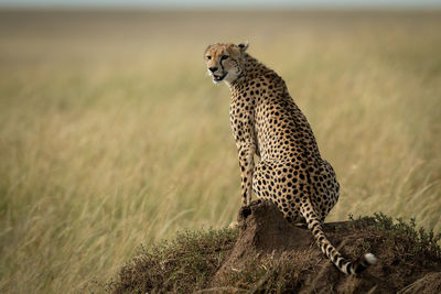 Cheetah sitting on rock formation