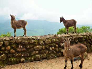 Sheep standing on field against sky