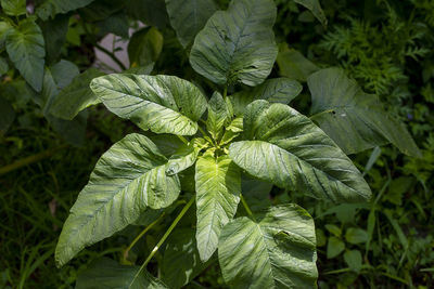 Close-up of fresh green leaves