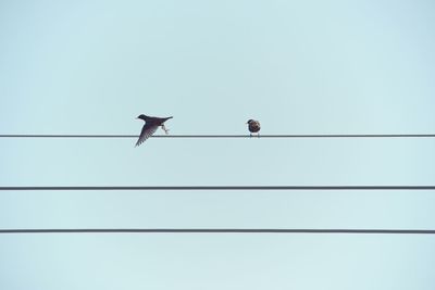 Low angle view of birds perching on cable against clear sky