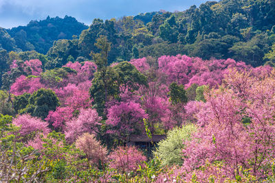 Pink flowering plants by trees against sky