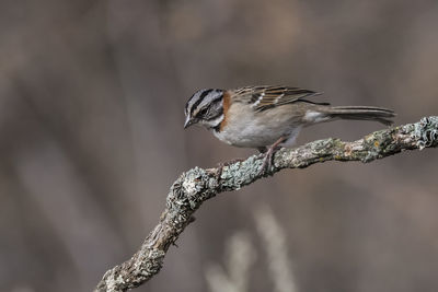 Close-up of bird perching on branch