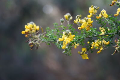 Close-up of yellow flowering plant