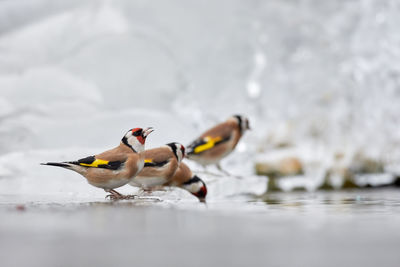 Ducks swimming in lake