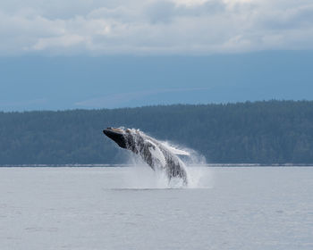 Humpback whale in sea