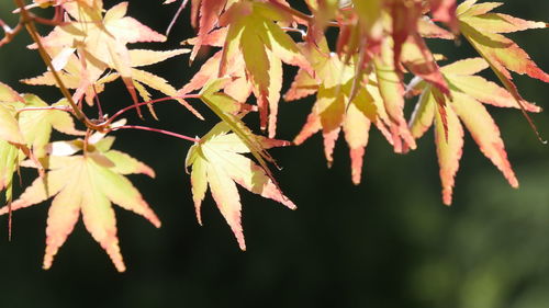 Close-up of autumnal leaves