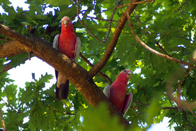 Low angle view of parrot perching on tree