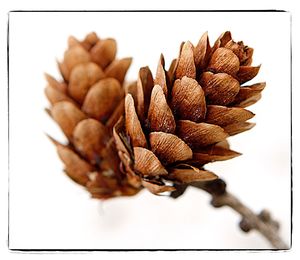 Close-up of food