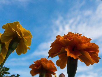 Close-up of yellow flowering plant against sky