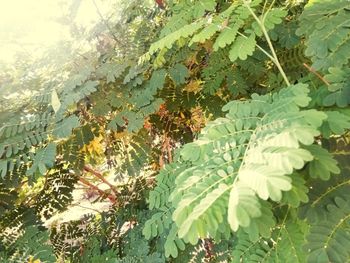 High angle view of flowering plants on tree