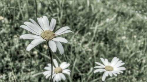 Close-up of white daisy flowers blooming in field