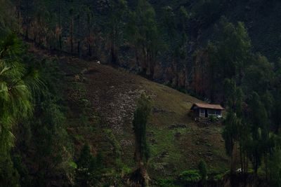 Trees in forest