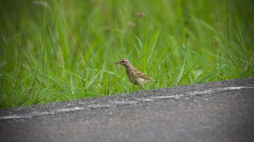Bird perching on a field