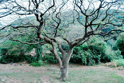 Trees against clear sky