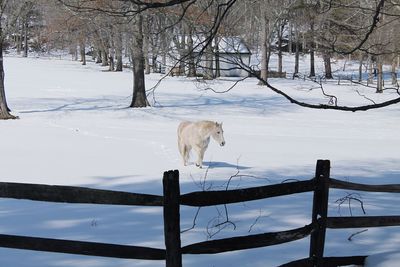 Dog standing on snow covered landscape