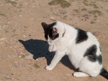 High angle view of a cat