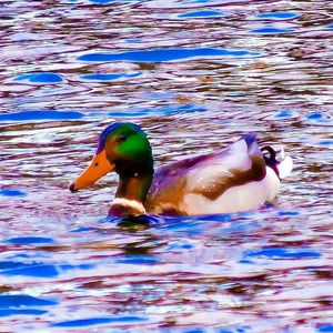 Duck swimming in water