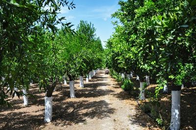 Narrow pathway along trees