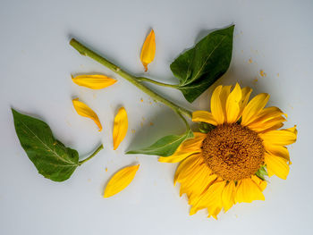 Close-up of yellow flower against white wall