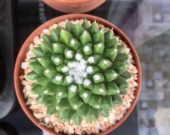 High angle view of succulent plant