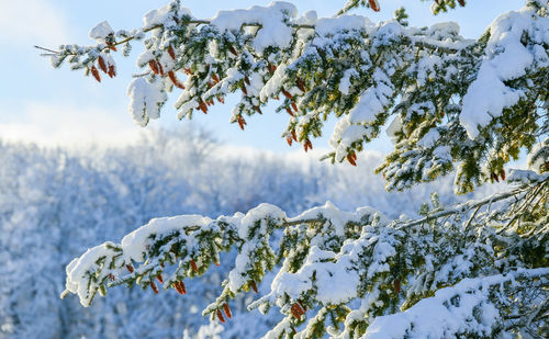 Close-up of snow covered tree against sky