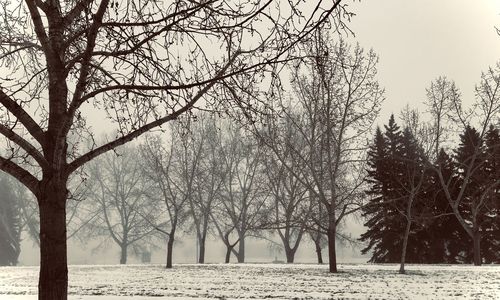 Bare trees on snow covered landscape against sky