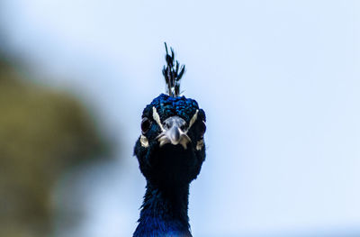 Close-up of bird against clear sky